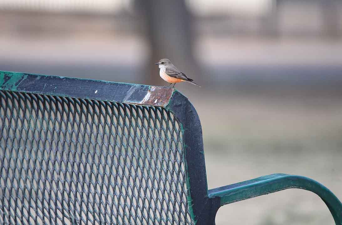 Coping with Avian and Other Viruses